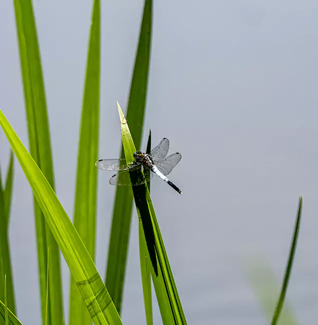 Why Union Families Trust Union Pest Control Pro for Mosquito Prevention?