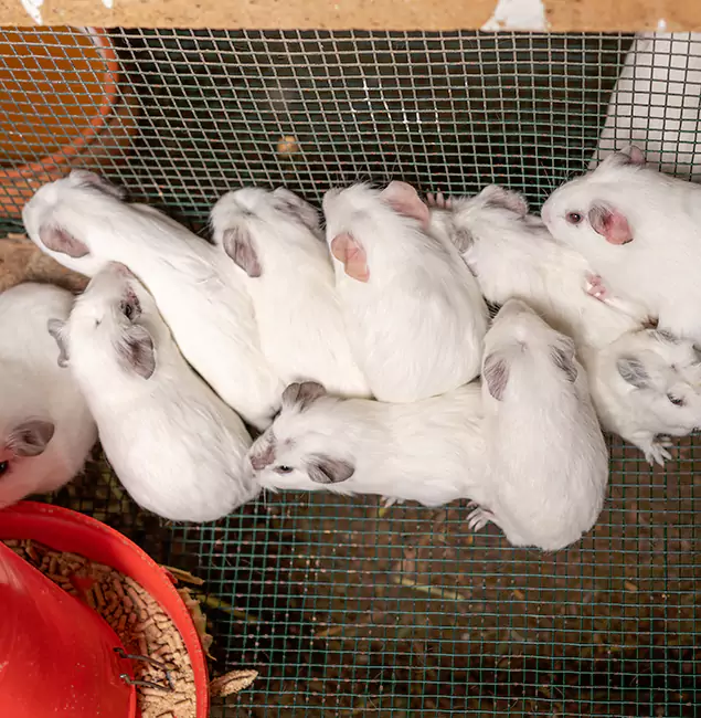 Why Choose Union Pest Control Pro for Rat Infestation in Union, NJ?