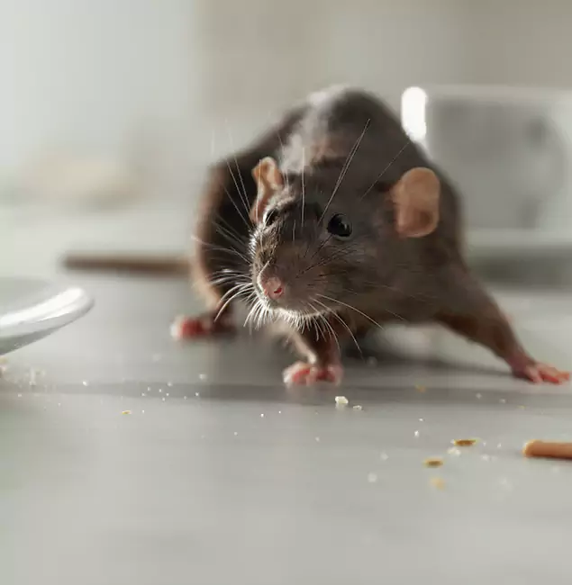 Why Union, NJ Trusts Union Pest Control Pro for Rodent Prevention?