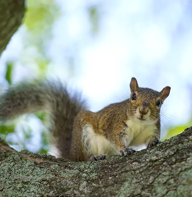 Why Union, NJ Relies on Union Pest Control Pro for Squirrel Pest Control?
