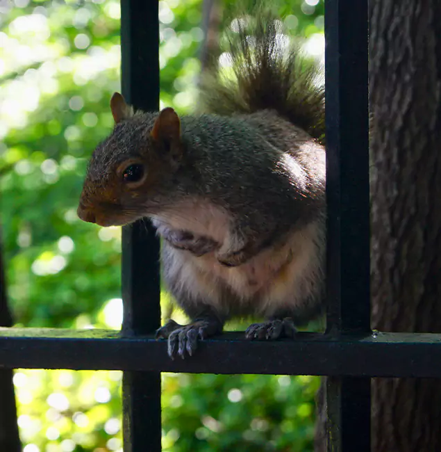 Why Union, NJ Chooses Union Pest Control Pro for Squirrel Removal?