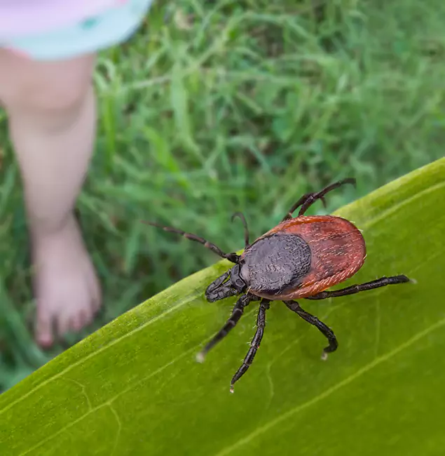 Why Union Homeowners Choose Union Pest Control Pro for Tick Extermination?