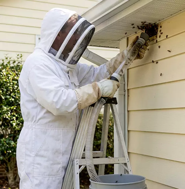 Why Union Trusts Union Pest Control Pro for Wasp Control?