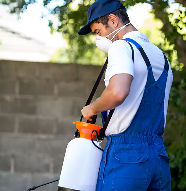 Why Union Pest Control Pro Is the Right Choice for Yellow Jacket Removal in Union, NJ?