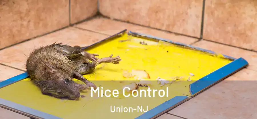 Mice Control Union-NJ