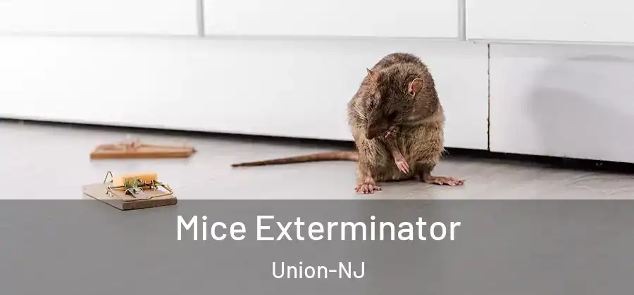 Mice Exterminator Union-NJ
