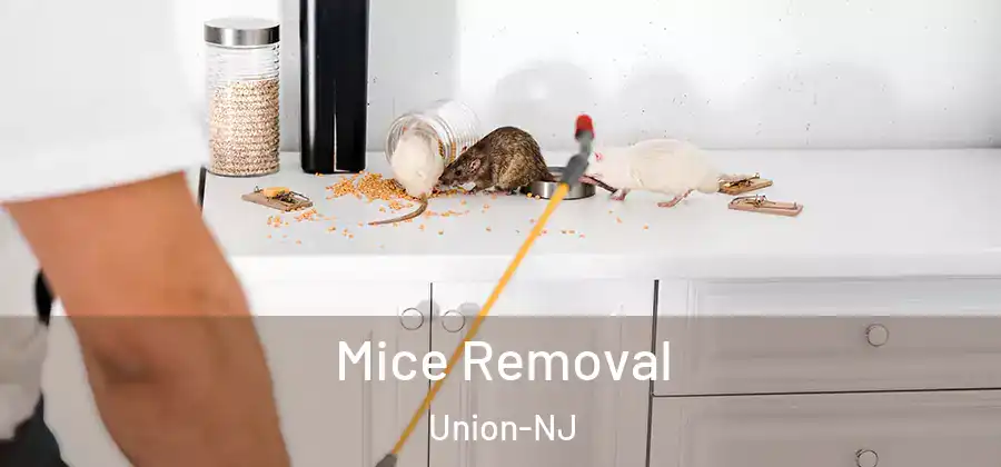 Mice Removal Union-NJ