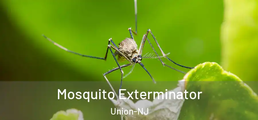 Mosquito Exterminator Union-NJ
