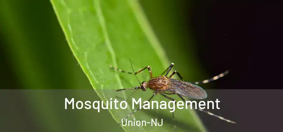 Mosquito Management Union-NJ