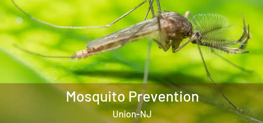 Mosquito Prevention Union-NJ