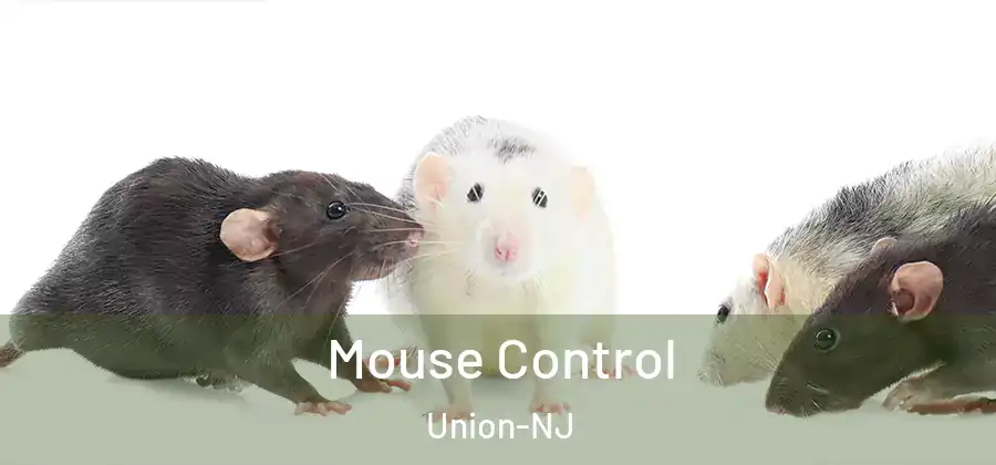 Mouse Control Union-NJ