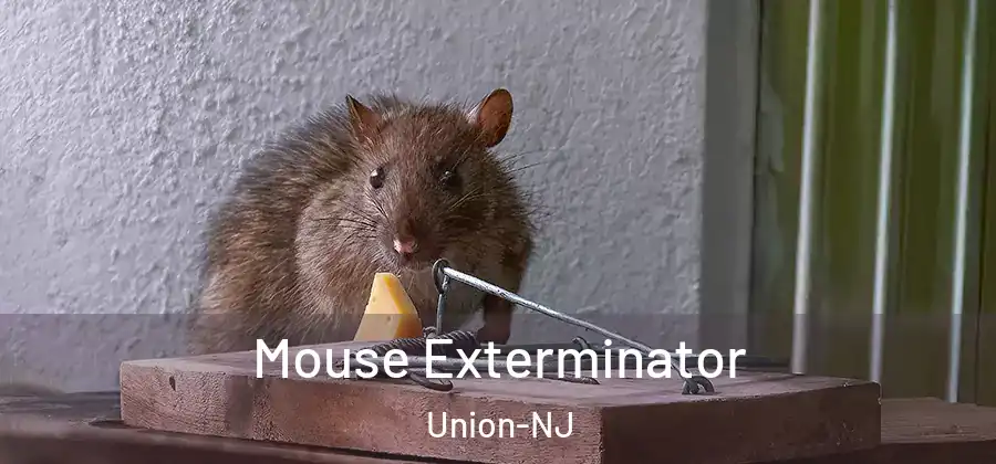 Mouse Exterminator Union-NJ