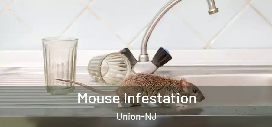  Mouse Infestation Union-NJ
