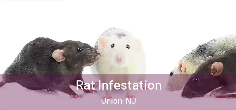Rat Infestation Union-NJ