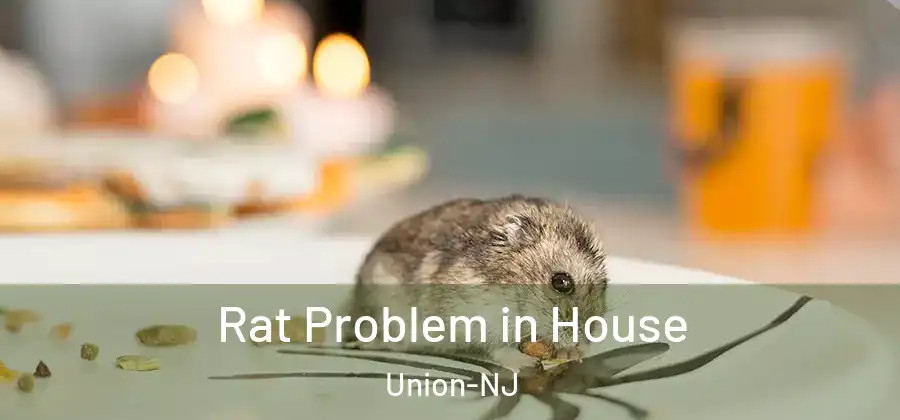  Rat Problem in House Union-NJ