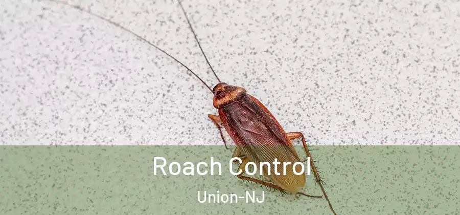 Roach Control Union-NJ