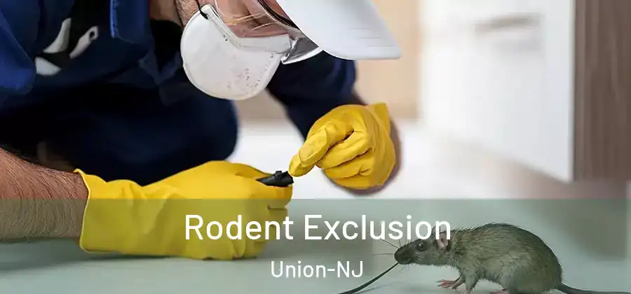 Rodent Exclusion Union-NJ