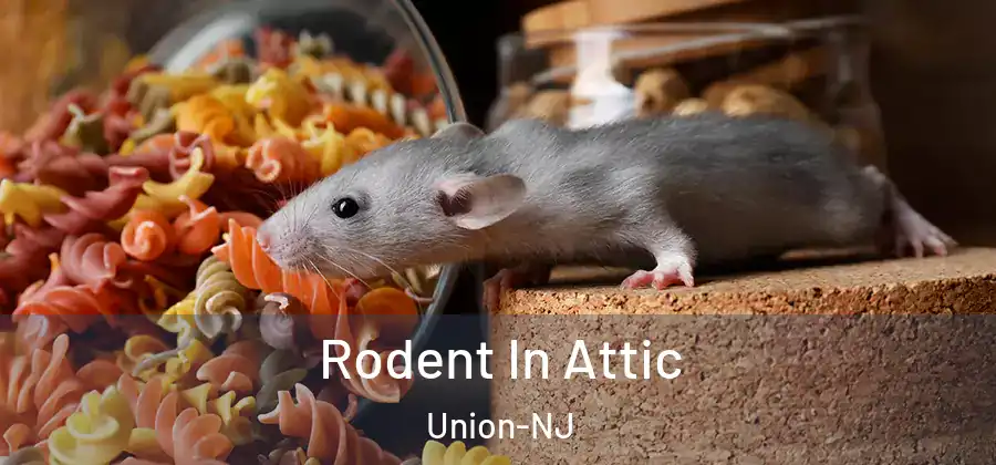  Rodent In Attic Union-NJ
