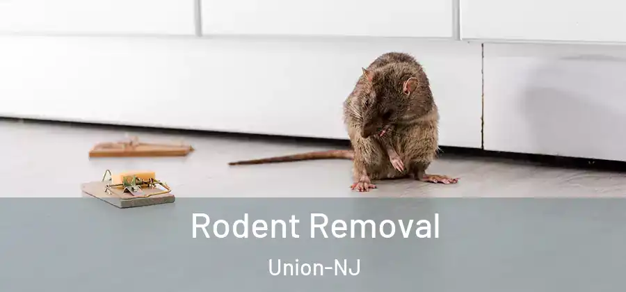  Rodent Removal Union-NJ