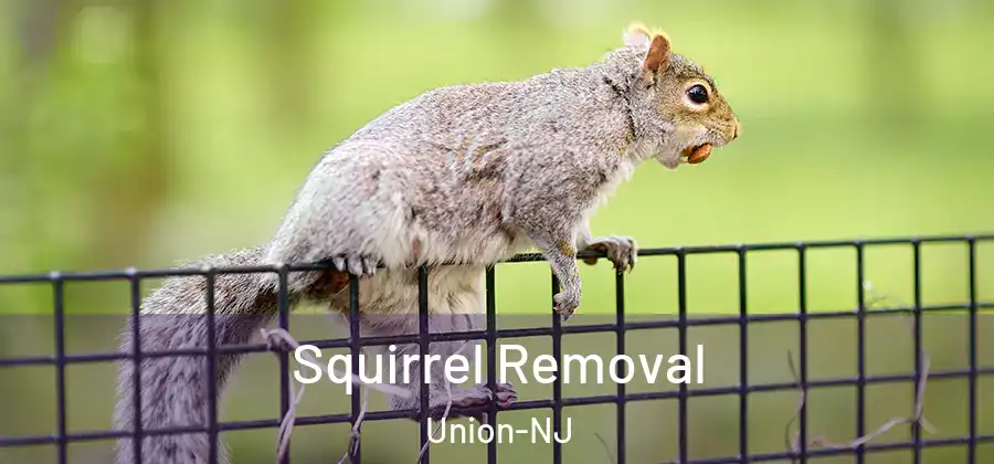 Squirrel Removal Union-NJ