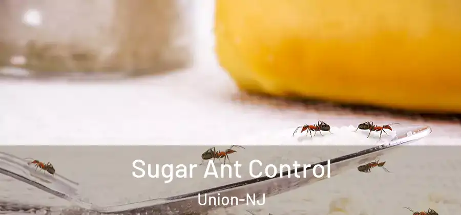 Sugar Ant Control Union-NJ