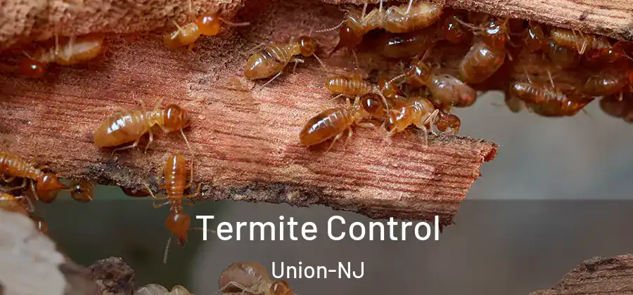 Termite Control Union-NJ