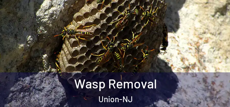 Wasp Removal Union-NJ