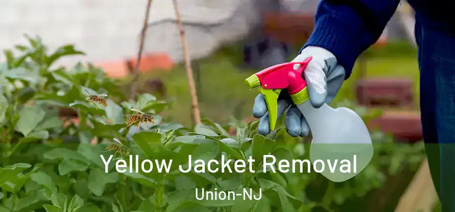 Yellow Jacket Removal Union-NJ